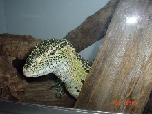 Nile Monitor