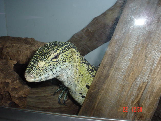 Nile Monitor