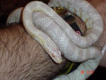 Another pic. of Frosty