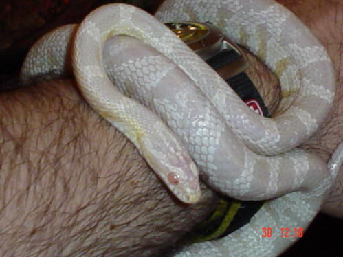Another pic. of Frosty