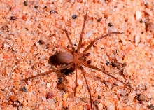 Brown Recluse Spider