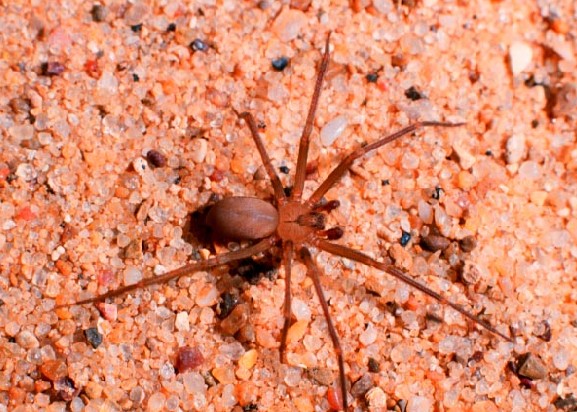 Brown Recluse Spider