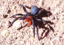 Red Head Mouse Spider