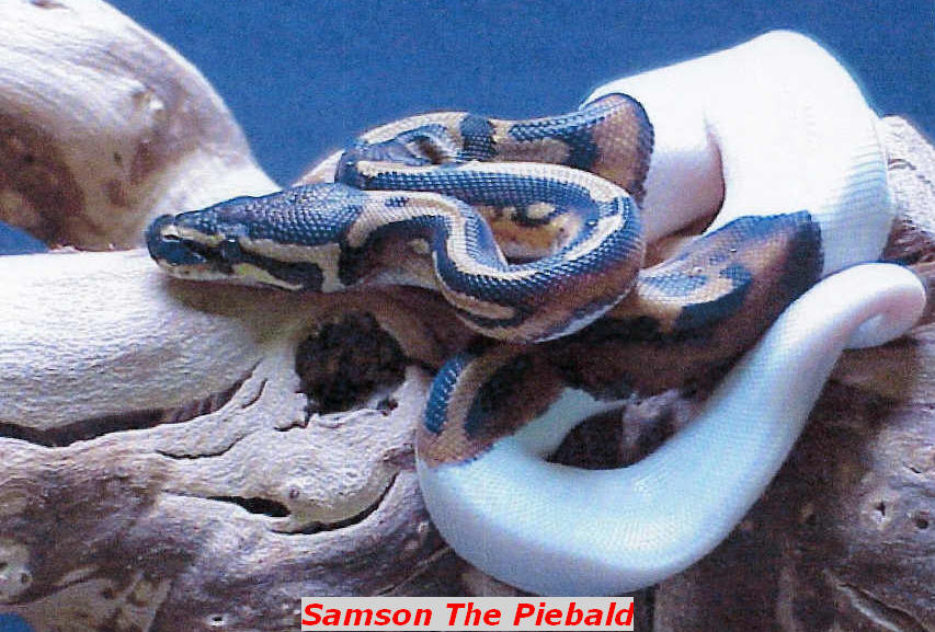 Piebald Python