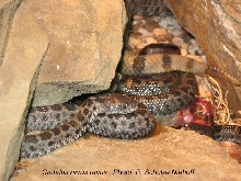 Crotalus (Sistrurus) r. ravus, Mexican Pygmy Rattlesnake