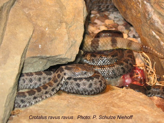 Crotalus (Sistrurus) r. ravus, Mexican Pygmy Rattlesnake