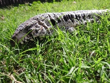 Blue Tegu