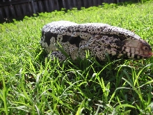 Blu Tegu