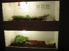 Tegu Cage Pic