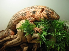red tegu male