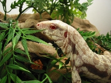 Albino2