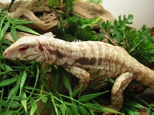 Albino