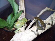 2 WC P. sauvagei