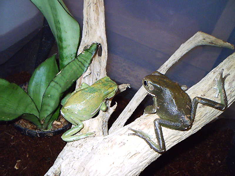 2 WC P. sauvagei