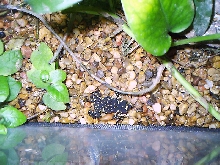 Bumblebee Toad