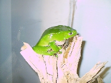 Phyllomedusa Bicolor (male)