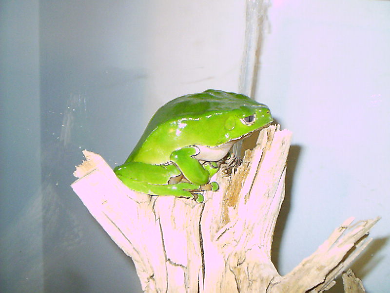 Phyllomedusa Bicolor (male)