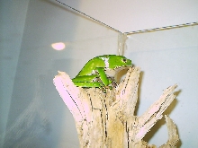 Phyllomedusa bicolor (male) 2