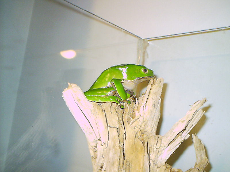 Phyllomedusa bicolor (male) 2