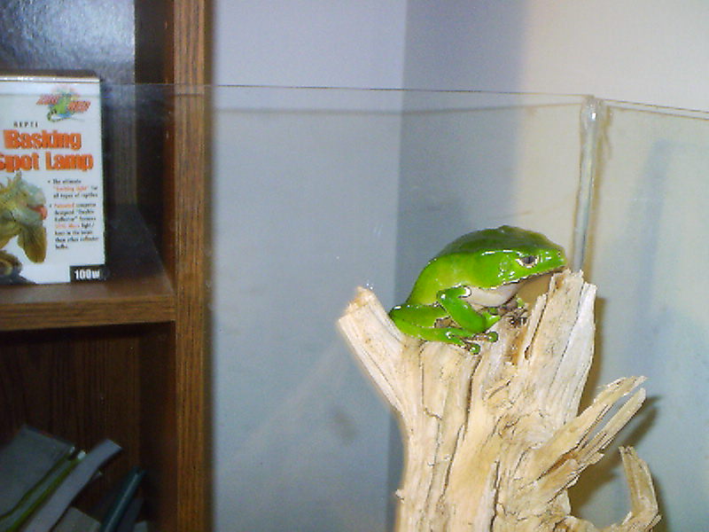 Phyllomedusa bicolor (male) 3