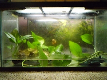 Reed Frog Rain Chamber
