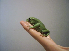 WC P. sauvagei