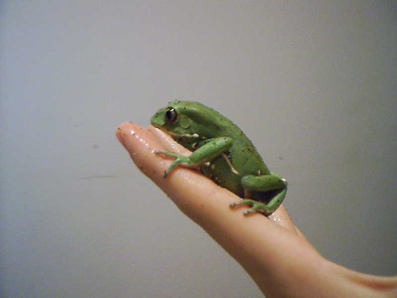 WC P. sauvagei