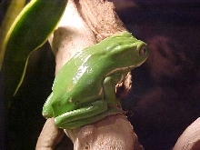 Fat Waxy perching