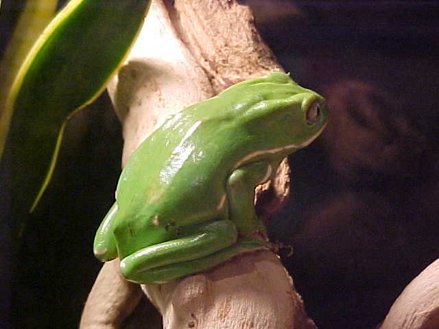 Fat Waxy perching
