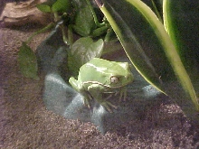 Waxy on water bowl edge