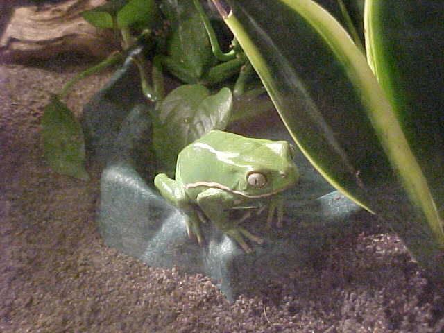 Waxy on water bowl edge