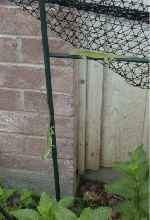 2 green anoles
