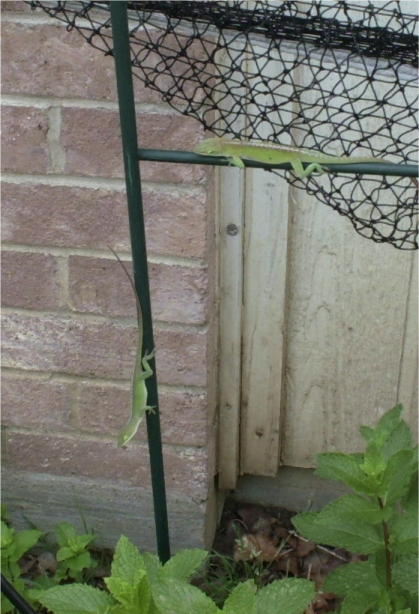 2 green anoles