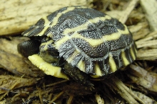Planicauda