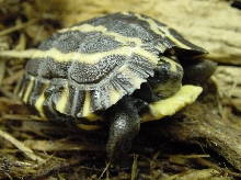 Planicauda