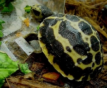 Arachnoides