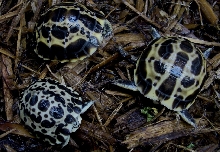 Brygooi and Oblonga baby