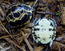 Oblonga and Bry Plastron