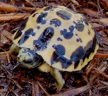 Brygooi baby '04