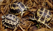 Oblonga and Brygooi plastron
