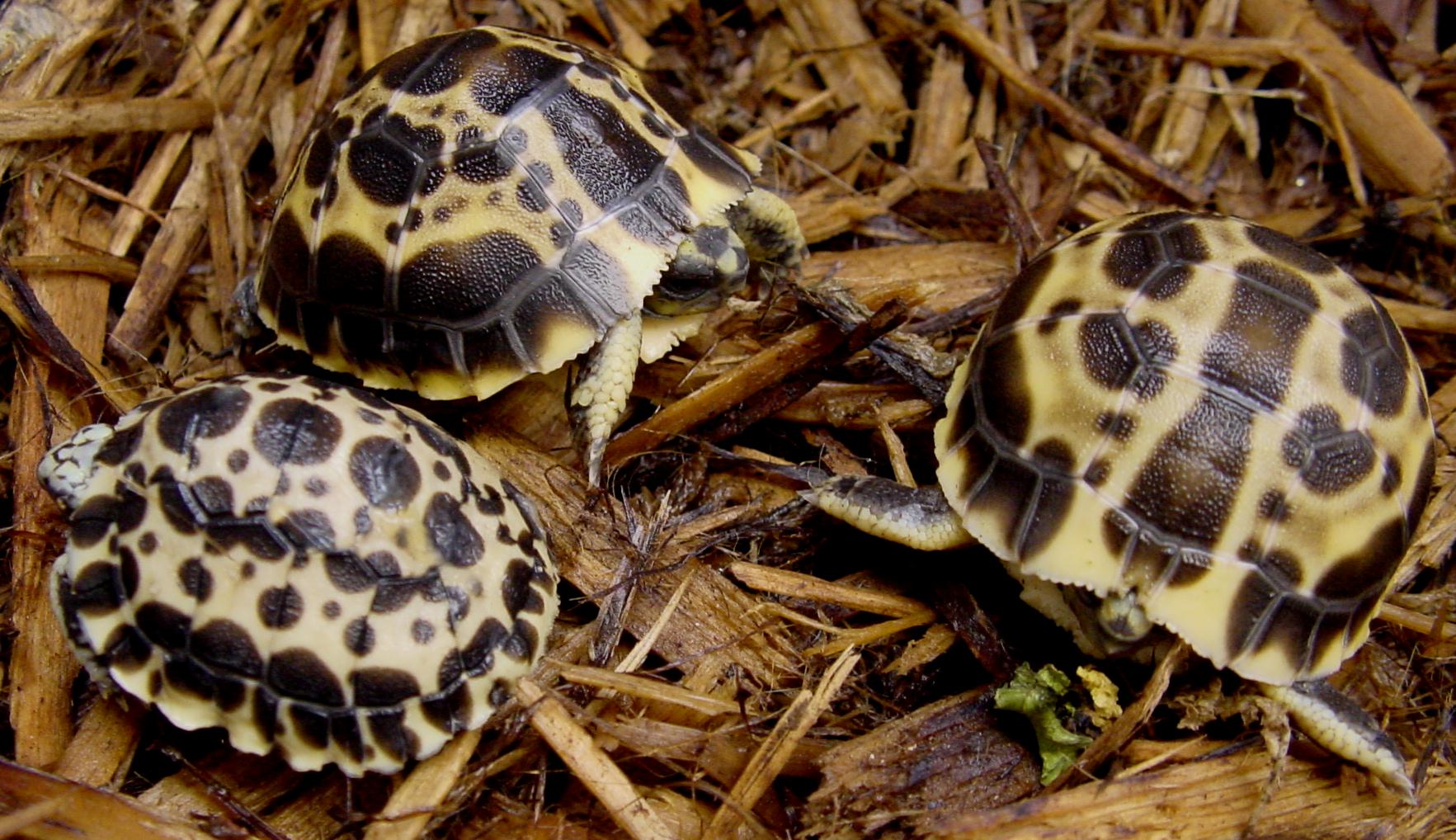Oblonga and Brygooi plastron