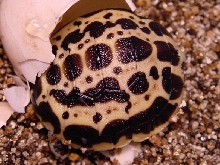 Oblonga Hatchling 12-5