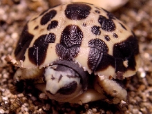 Oblonga Hatchling 12-5