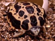 Oblonga Hatchling 12-5