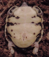 P. arachnoides oblonga plastron