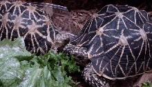 Pair