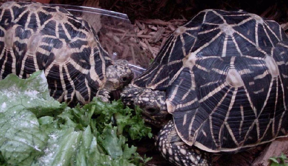 Pair
