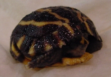 P.  planicauda hatchling