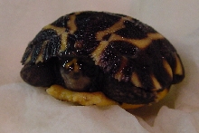 P. planicauda hatchling