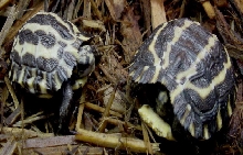 2 Planicauda babies